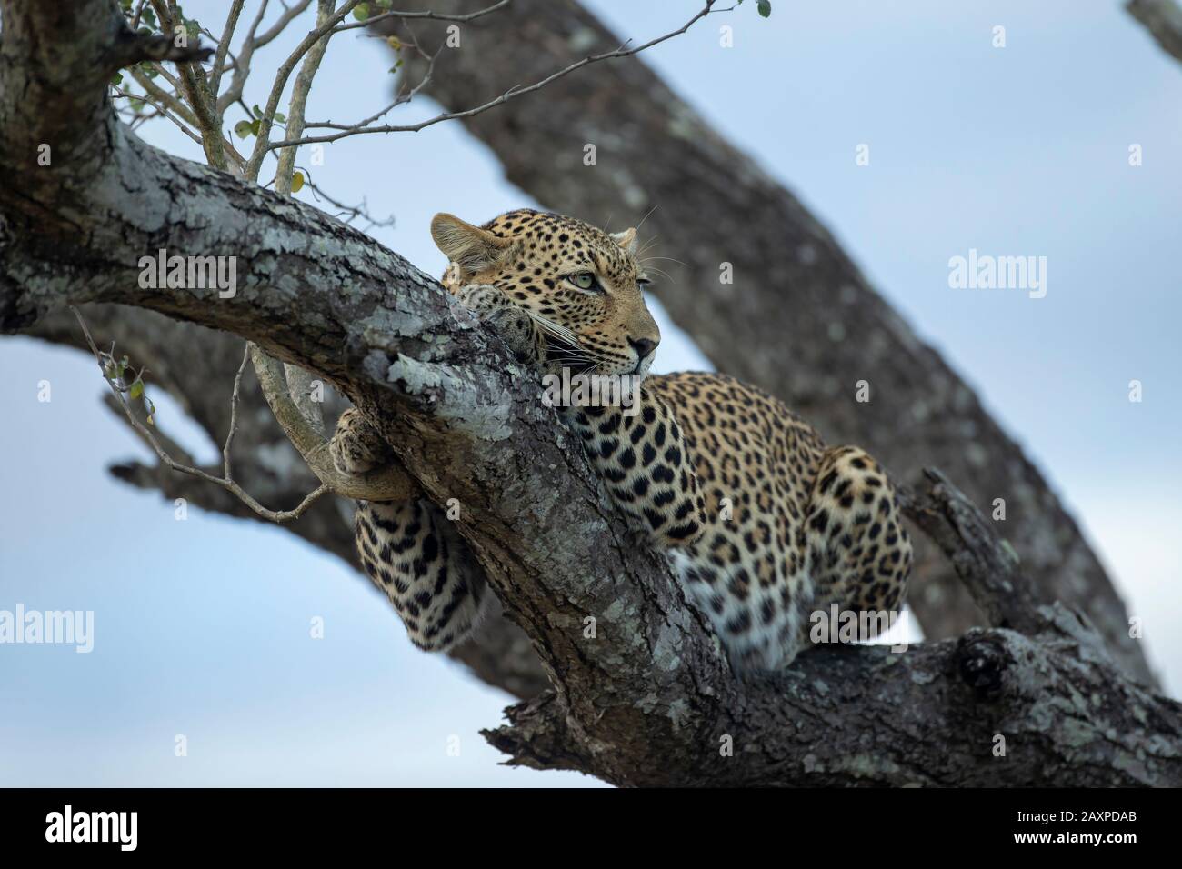 Afrikanischer Leopard (Panthera pardus pardus) einen Baum hoch Stockfoto