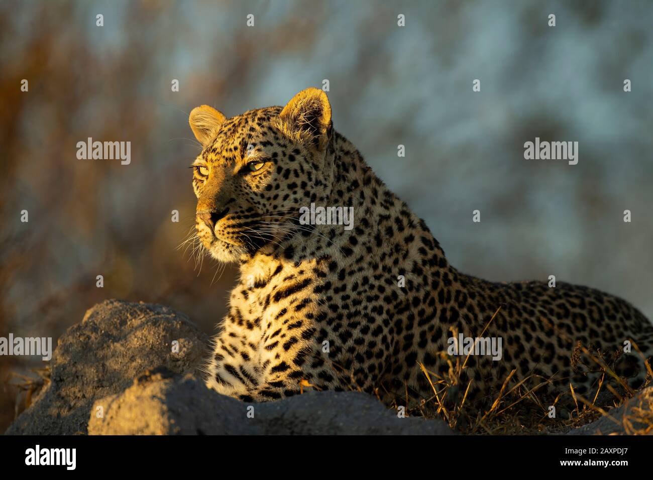 Afrikanischer Leopard (Panthera pardus pardus) in der frühen Morgensonne Stockfoto