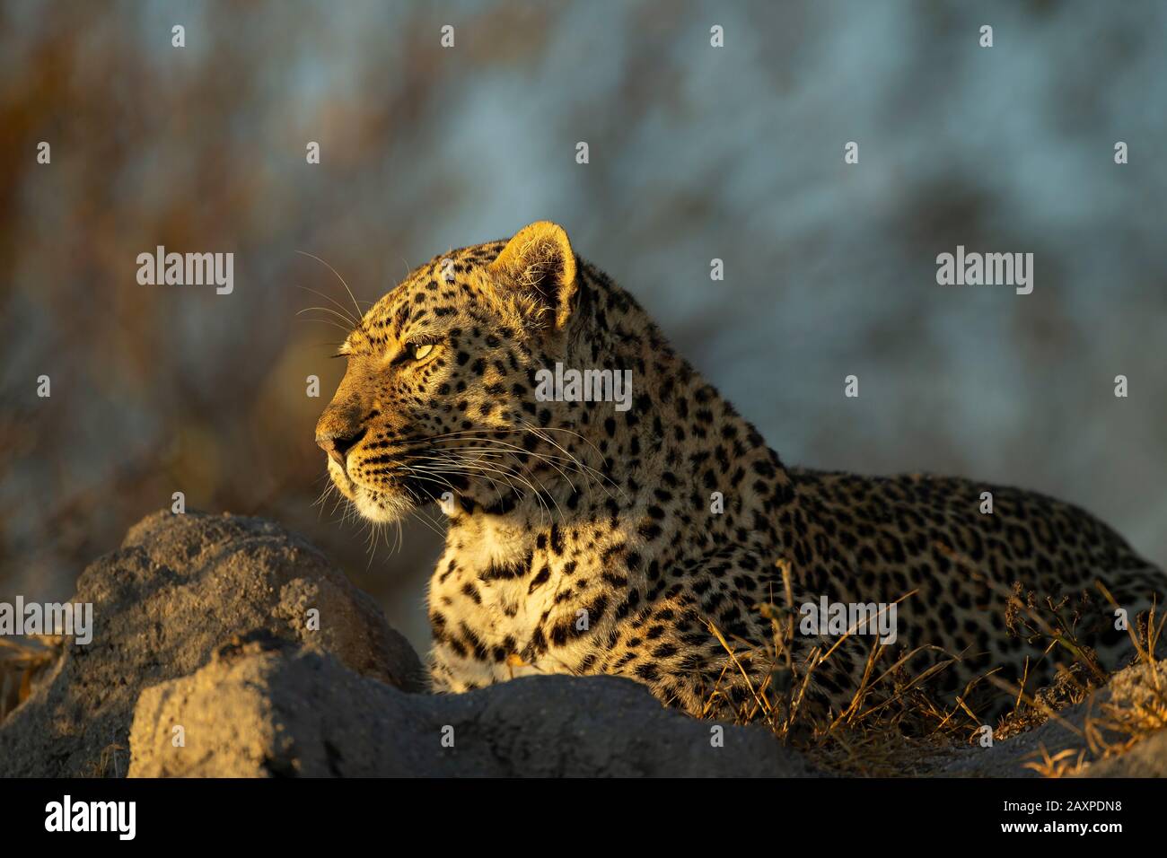 Afrikanischer Leopard (Panthera pardus pardus) während des frühen Morgenlichts Stockfoto