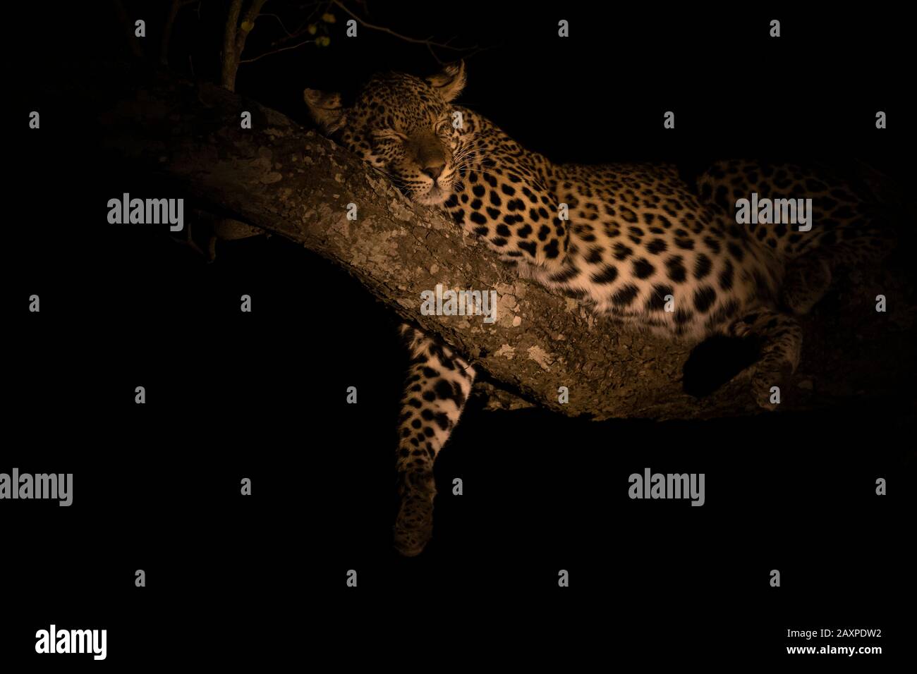 Afrikanischer Leopard (Panthera pardus pardus) schläft nachts einen Baum hoch Stockfoto