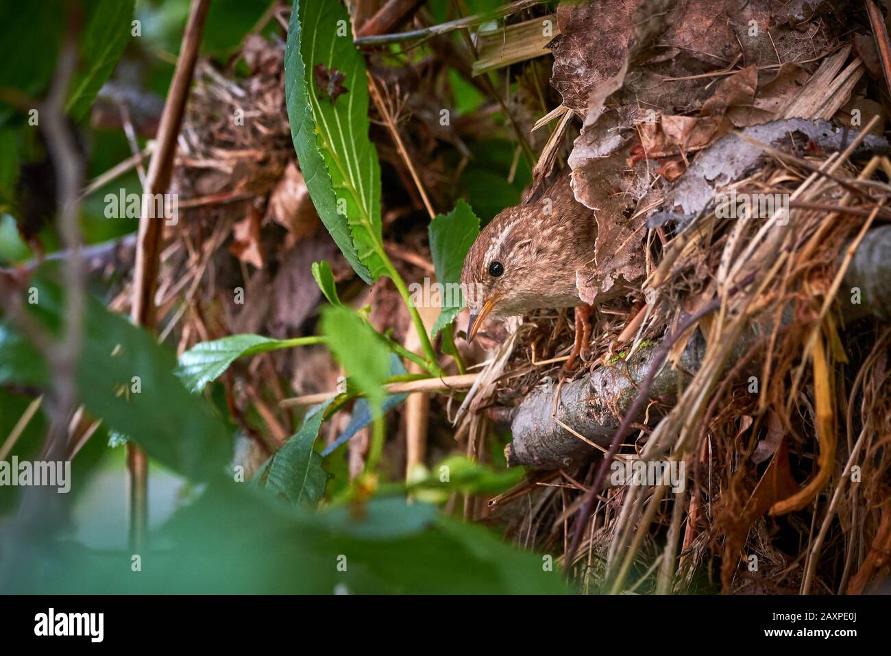 Eurasischer Wren Bird in His Nest (Troglodytes troglodytes) Stockfoto