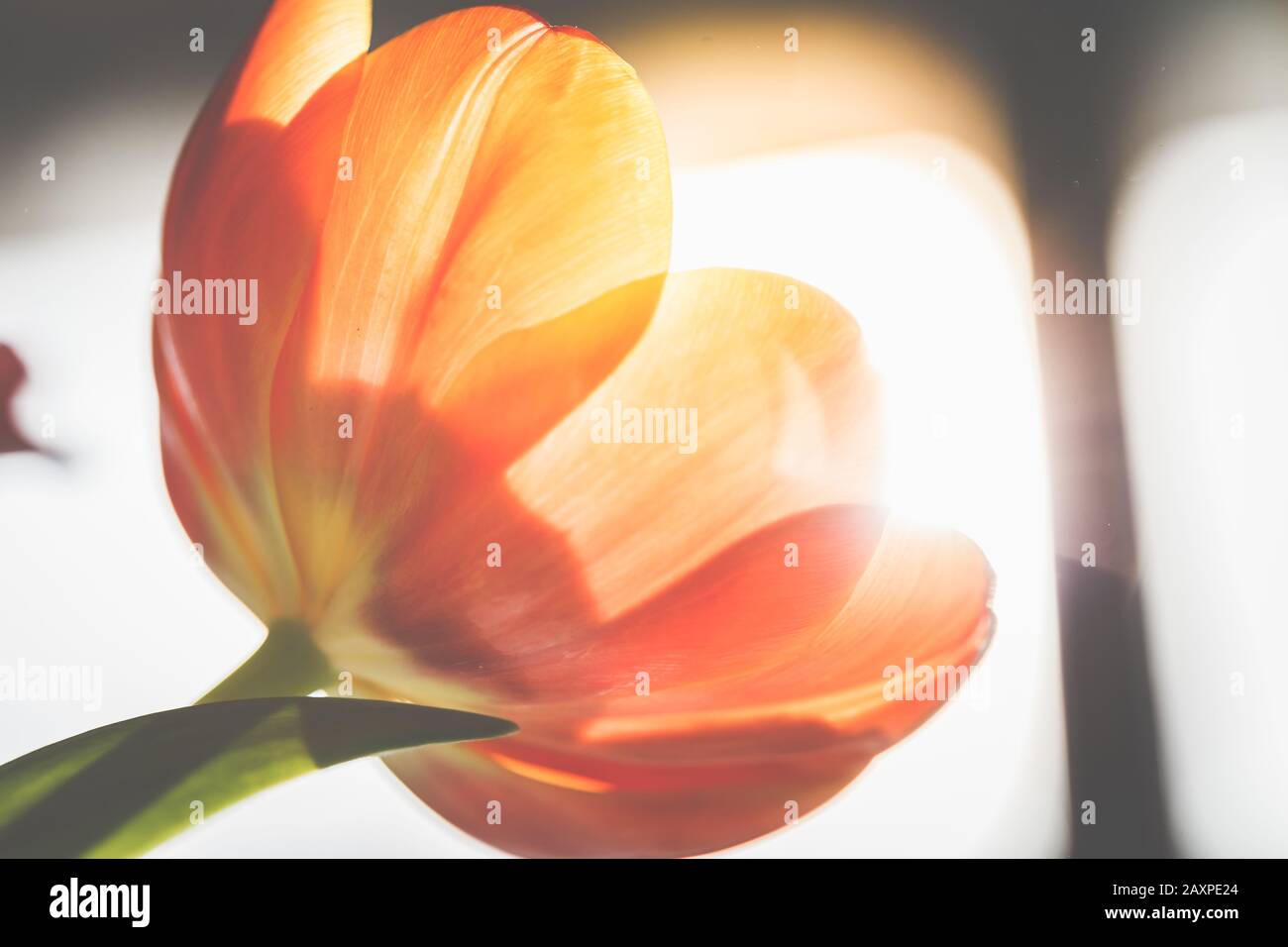 Tulip in der Hintergrundbeleuchtung, Nahaufnahme Stockfoto