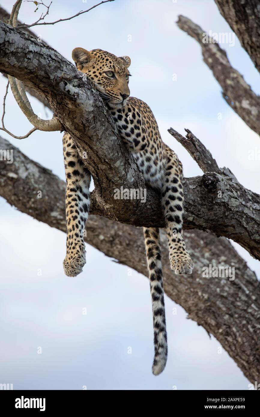 Afrikanischer Leopard (Panthera pardus pardus), der einen Baum aufraht Stockfoto