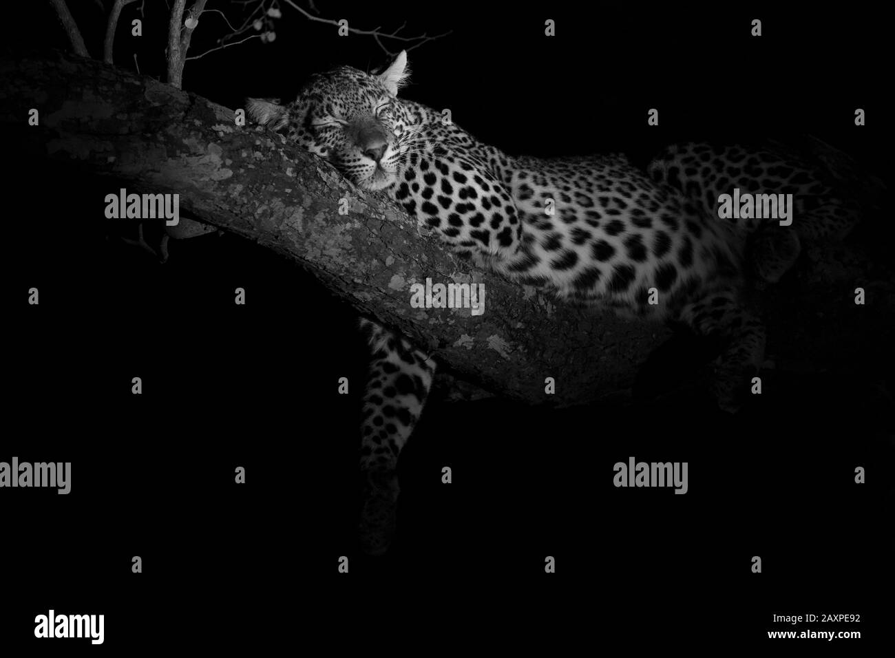 Afrikanischer Leopard (Panthera pardus pardus) schläft einen Baum hoch Stockfoto