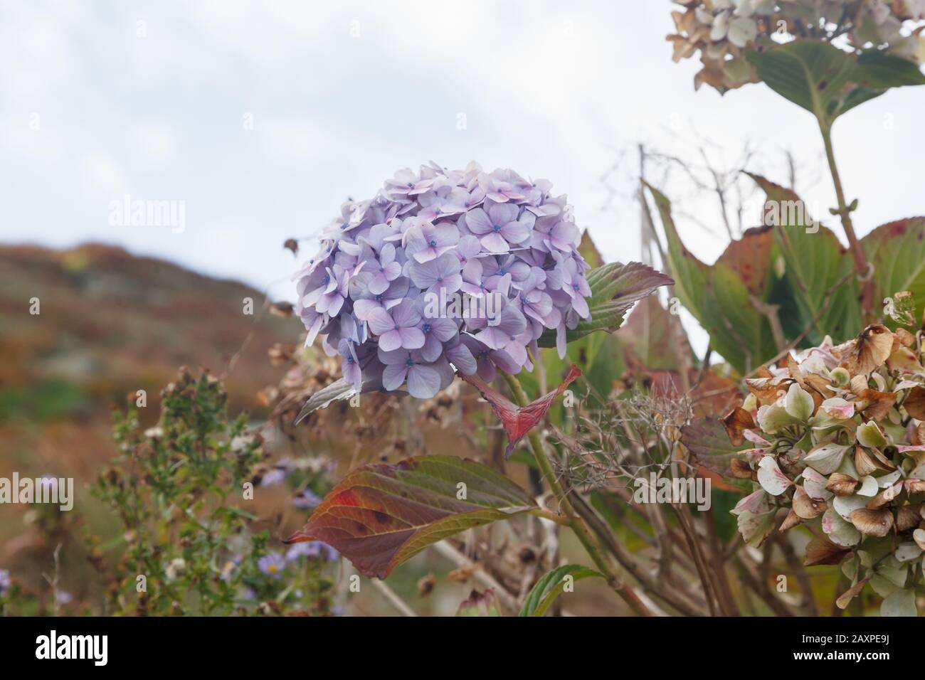 Landschaft auf der Reise von Calais über Dover nach Lands End, Great Malvern und den Malvern Hills und über Oxford nach London, Vegetation, Pflanzenhydrangea Stockfoto