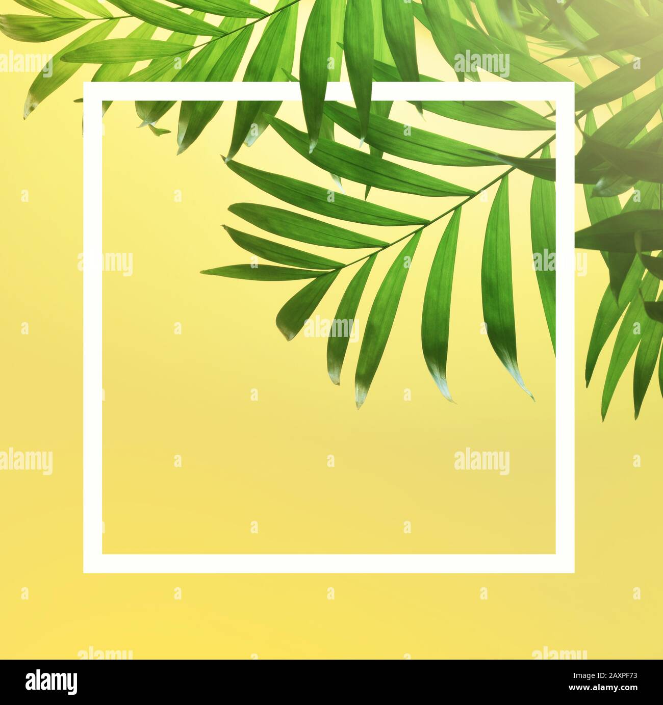 Dunkelgrünes tropisches Palmblatt auf gelbem Hintergrund. Stockfoto