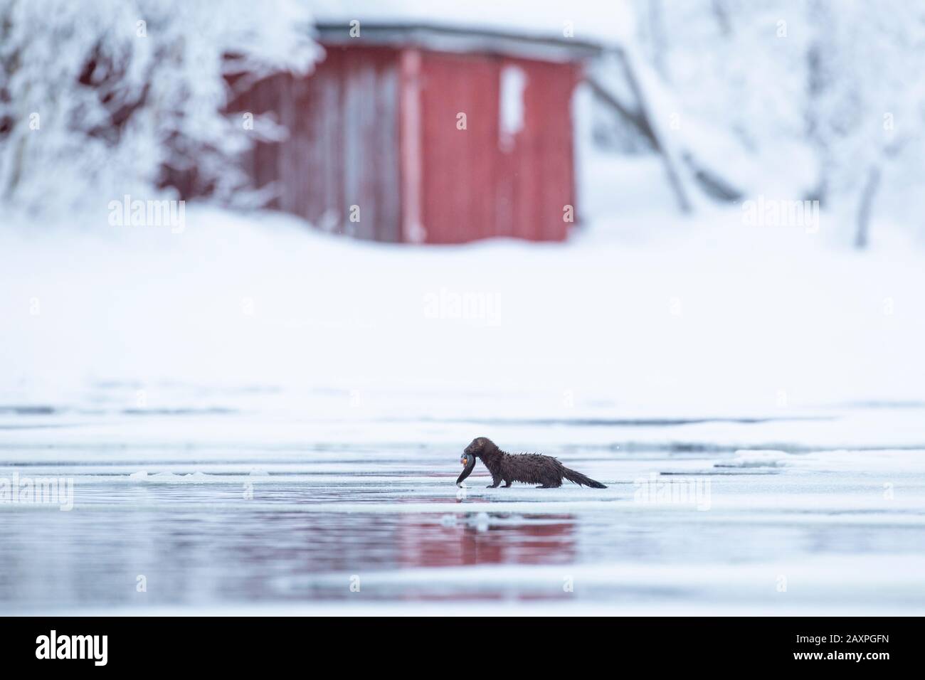 Mink, American Mink, Neovison Vison, mit Fisch als Beute, Finnland, Winter Stockfoto