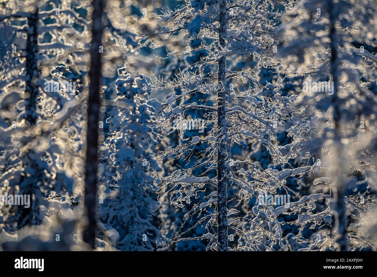 Winterwald in Lappland, Backlight Stockfoto