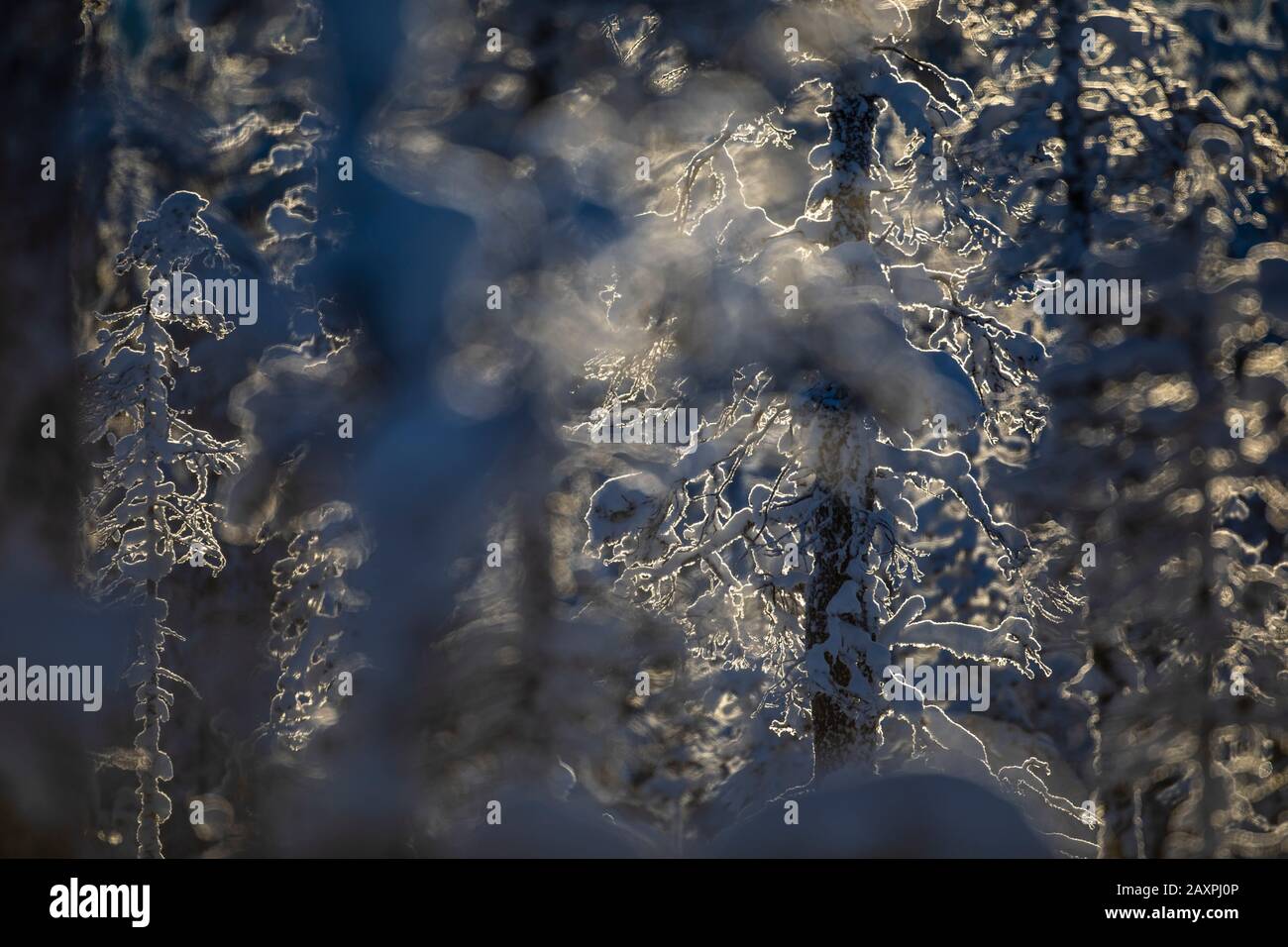 Winterwald in Lappland, Backlight Stockfoto