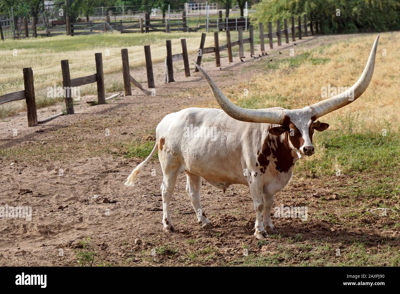 Ein Stier mit wirklich langen Hörnern steht auf einem Feld auf einem Bauernhof. Stockfoto