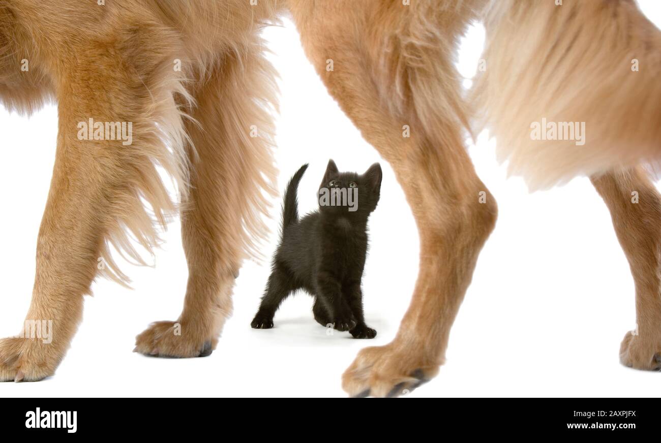 Ein kleines 6-wöchiges altes Kätzchen schaut auf einen riesigen Golden Retriever Hund Stockfoto
