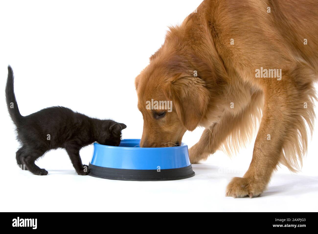 Kätzchen und Golden Retriever teilen sich eine Schüssel mit Essen auf weißem Hintergrund Stockfoto