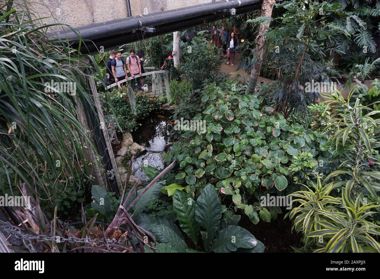 Tropische Pflanzen im Barbican Conservatory, London Stockfoto