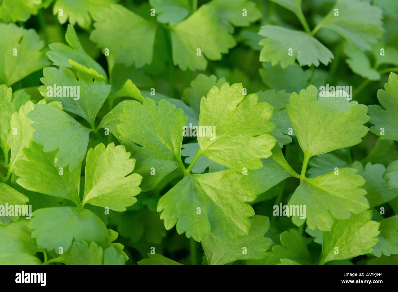 Nutzen für die Gesundheit der Koriander. Koriander ist mit Antioxidantien Stockfoto