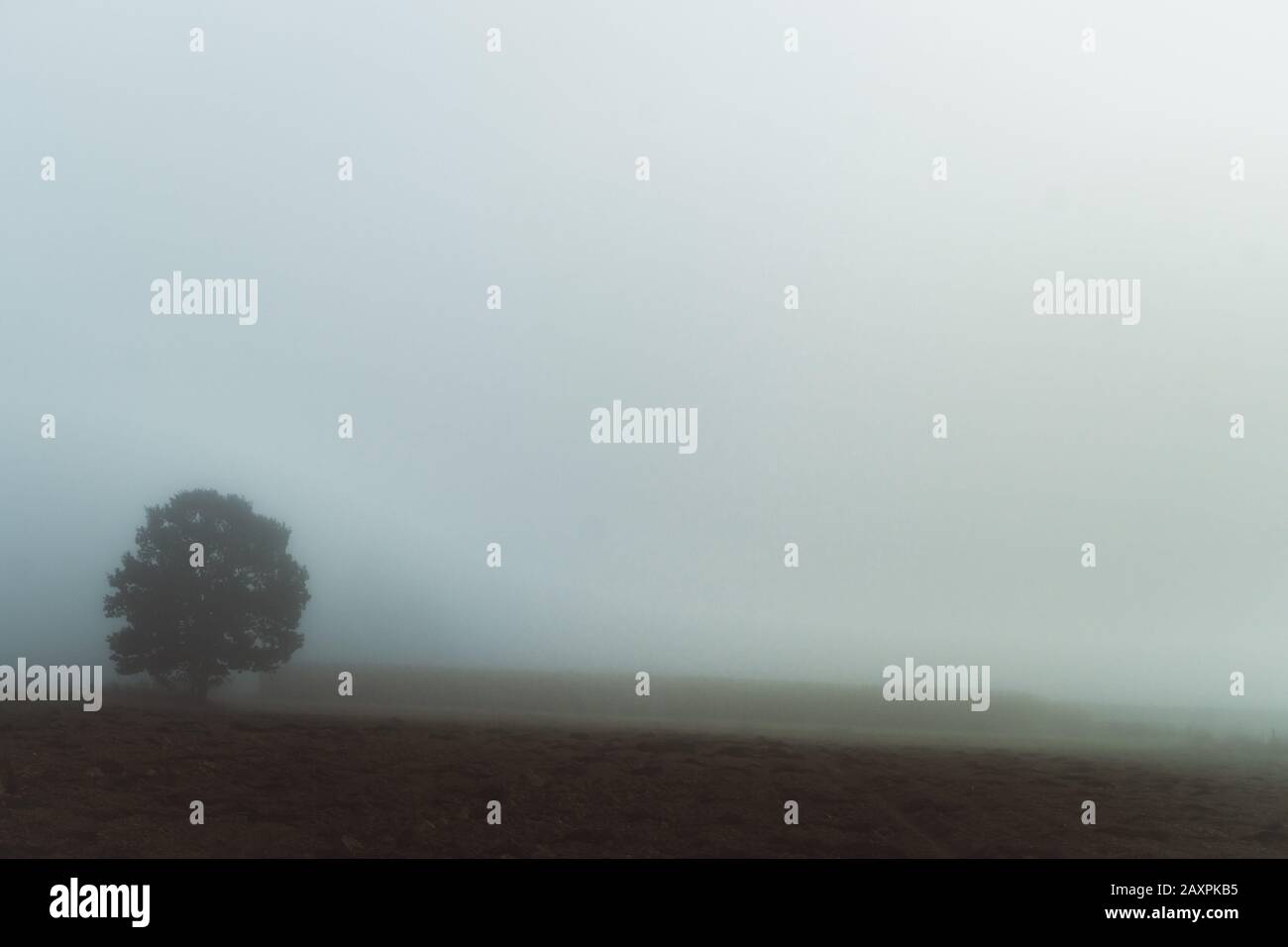 Einsamer Baum in dichtem Nebel Stockfoto
