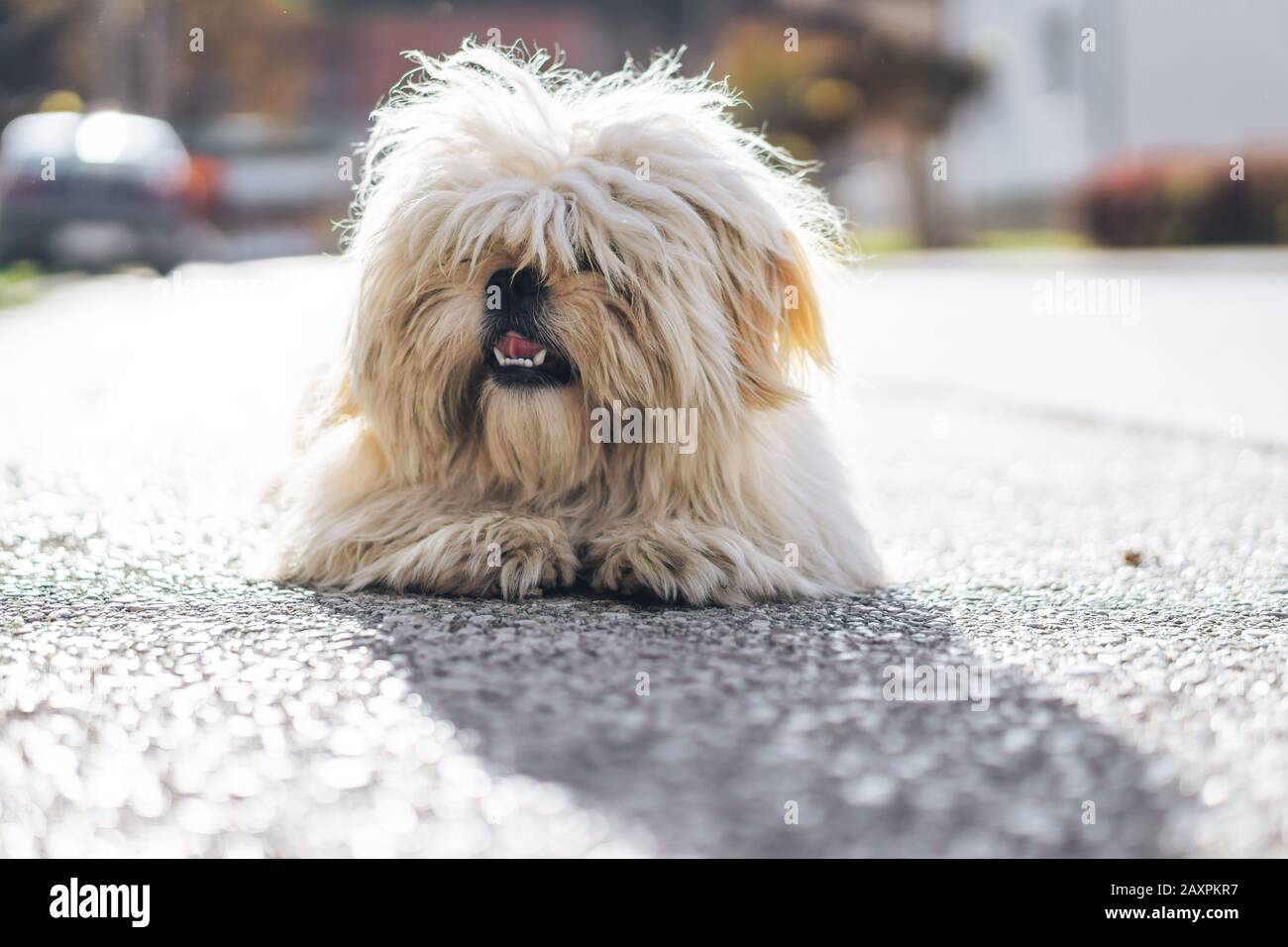 Sehr behaarter Hund auf der Straße liegend Stockfoto