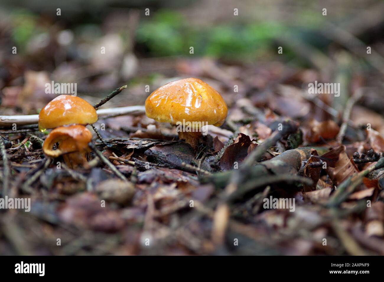 Grevilles Bolete, Suillus grevillei ein Lärchen-Bolete-Pilz im Wald Stockfoto