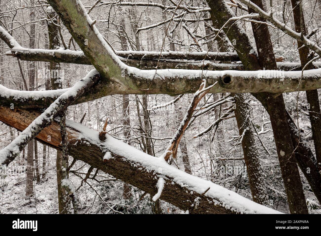 Abstrakte Baumstammmuster im Winter - Pisgah National Forest, in der Nähe von Brevard, North Carolina, USA Stockfoto