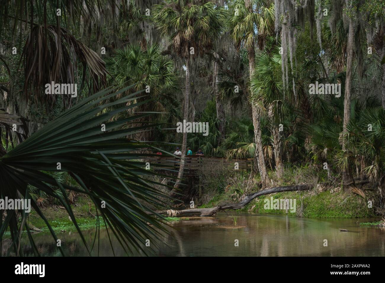 Gemini Springs Park, DeBary Florida USA Stockfoto