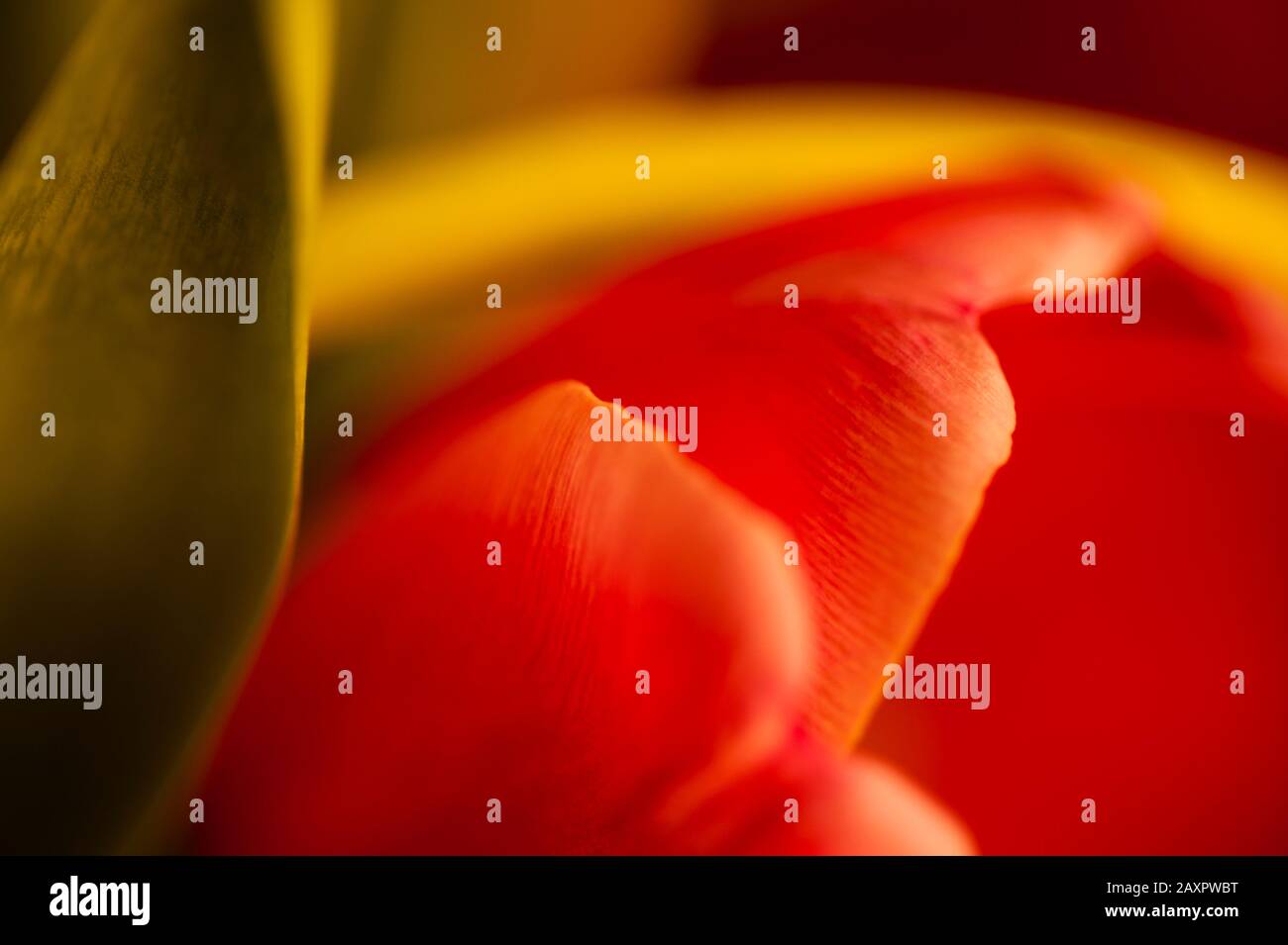 Nahaufnahme von rosafarbenen Tulpen mit warmem Licht bei Sonnenuntergang Stockfoto