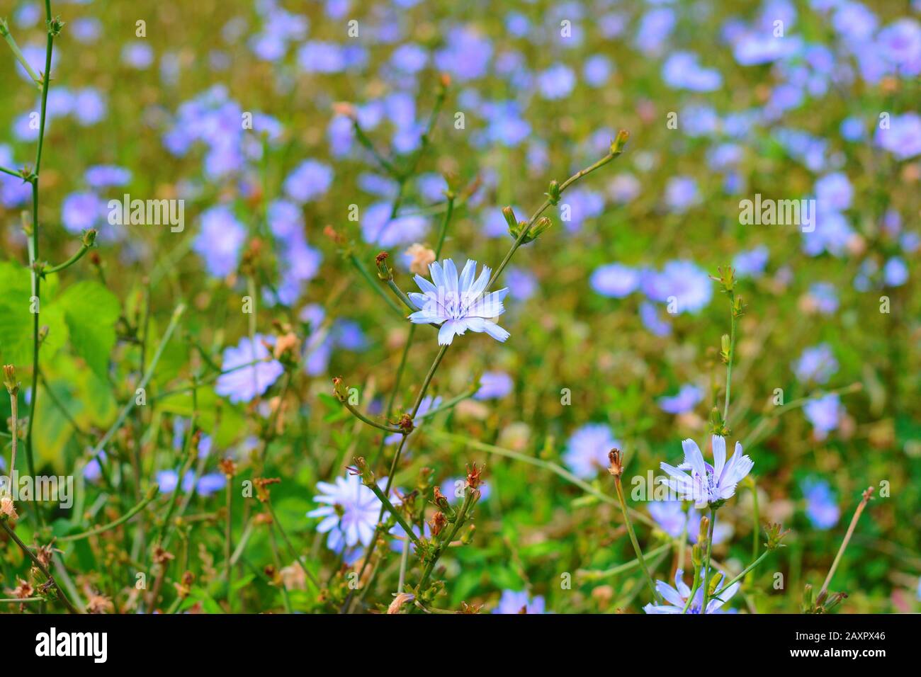 Chicorée ordinary (lat. Zichorienhäufig) Blaue gemeine Zichorienblume Latin Cichorium intybus aus der Familie der Löwenzahn im Sommertag auf einer Wiese. Stockfoto