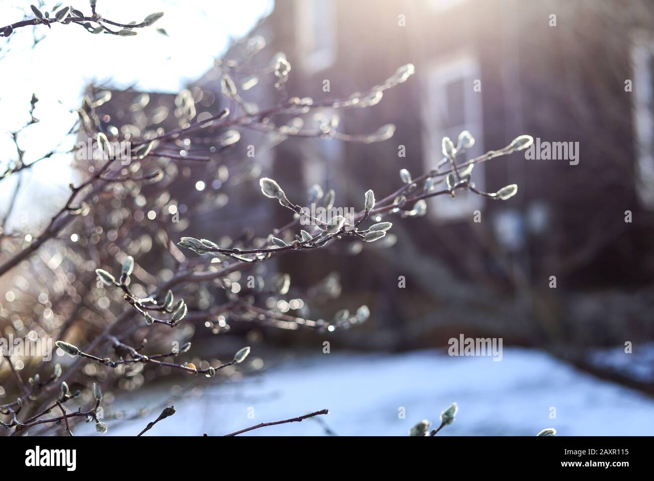 Fuzzy Magnolien Knospen im Winter Stockfoto