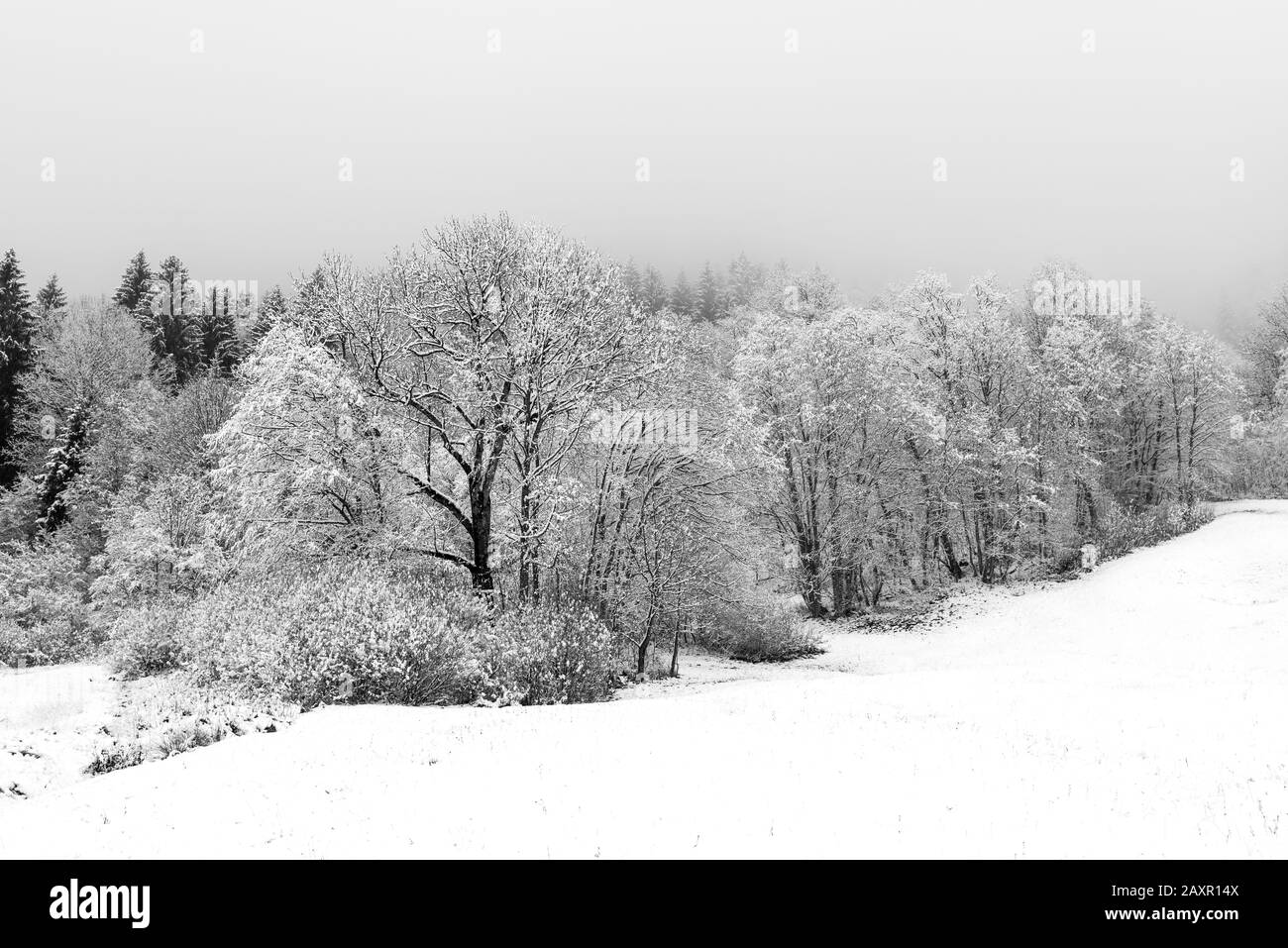 Waldrand mit Hoarfrost und Schnee im Winter am Geroldsee steht zunächst eine weiße Eiche Stockfoto