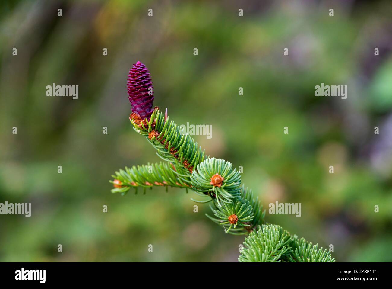 Kegel der Rotfichte, auch Norwegenfichte (Picea abies) genannt. Stockfoto