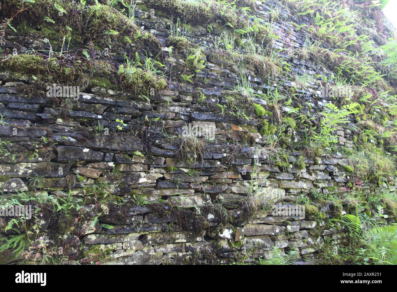 Trockensteinmauer 07.07.20175 Wales Großbritannien. Eine trockene Steinmauer Hedgerow. Trockene Steinstrukturen sind aufgrund einer einzigartigen Bauweise stabil, WH Stockfoto