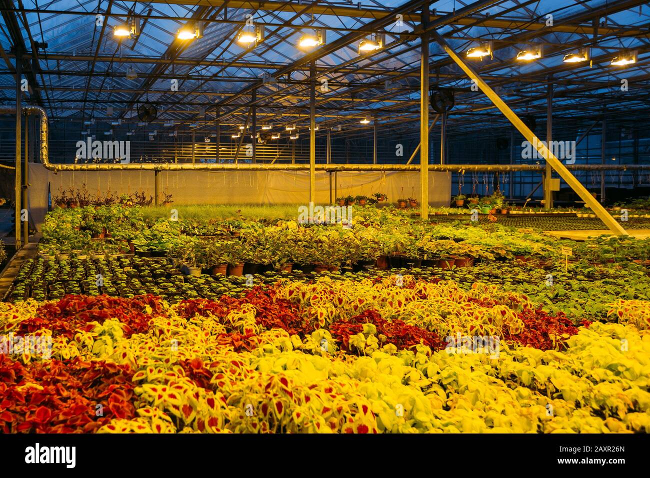 Bunte Coleus Pflanzen wachsen abends in modernem Gewächshaus bei künstlichem Licht Stockfoto