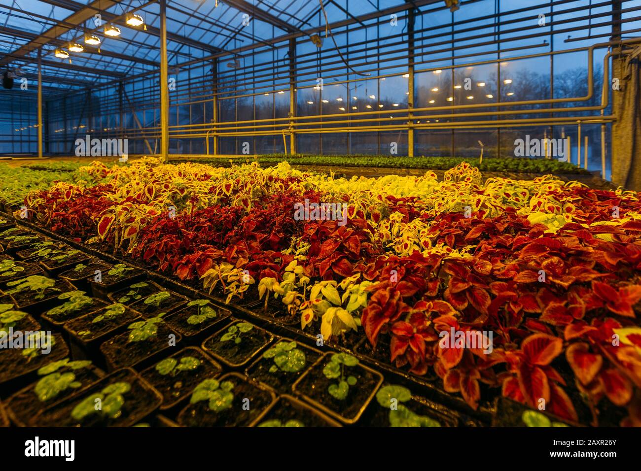 Bunte Coleus Pflanzen wachsen abends in modernem Gewächshaus bei künstlichem Licht Stockfoto