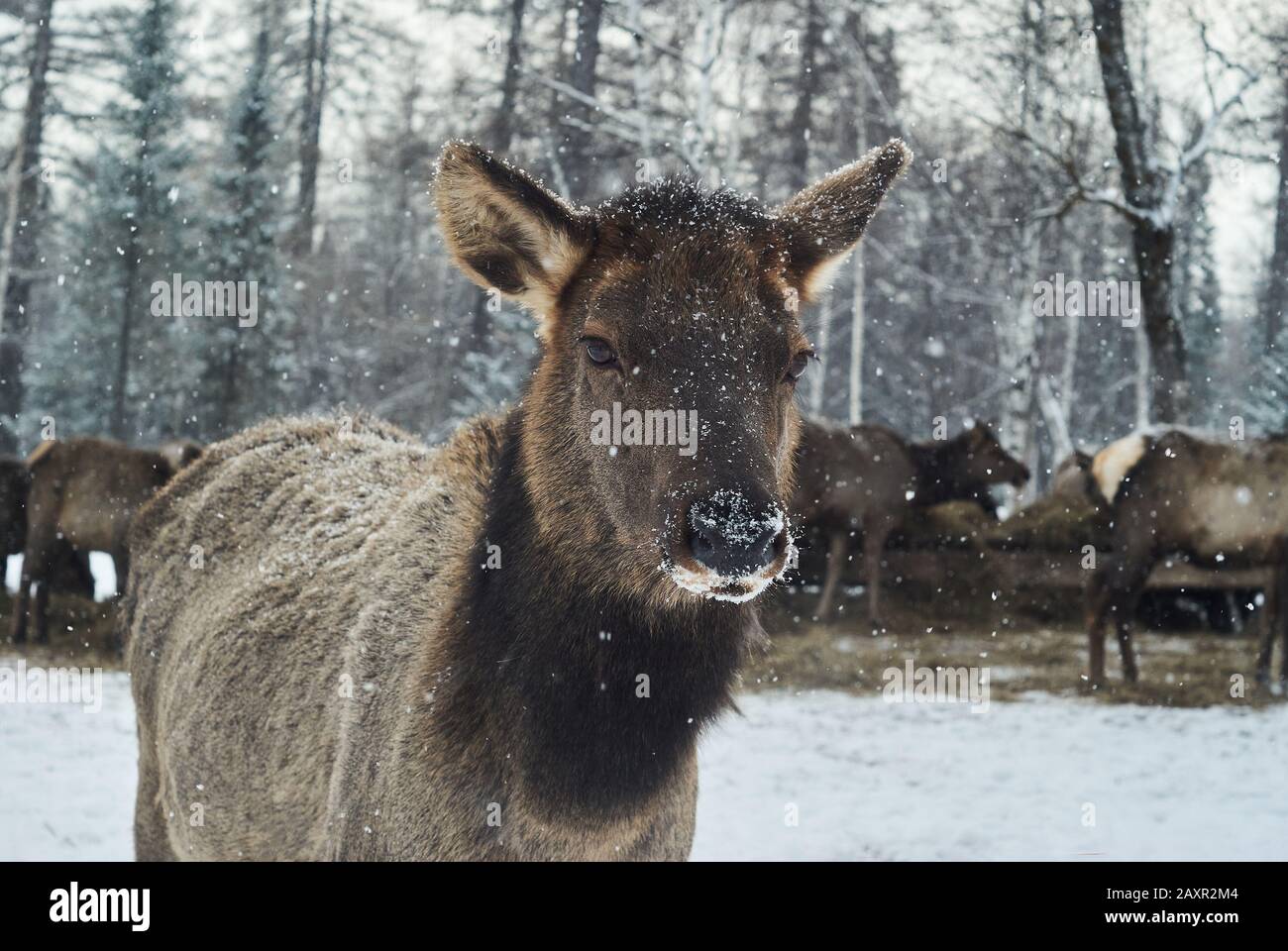 Porträt eines jungen Hirsches auf einem Winterhirschwaldhof bei Schneefall Stockfoto