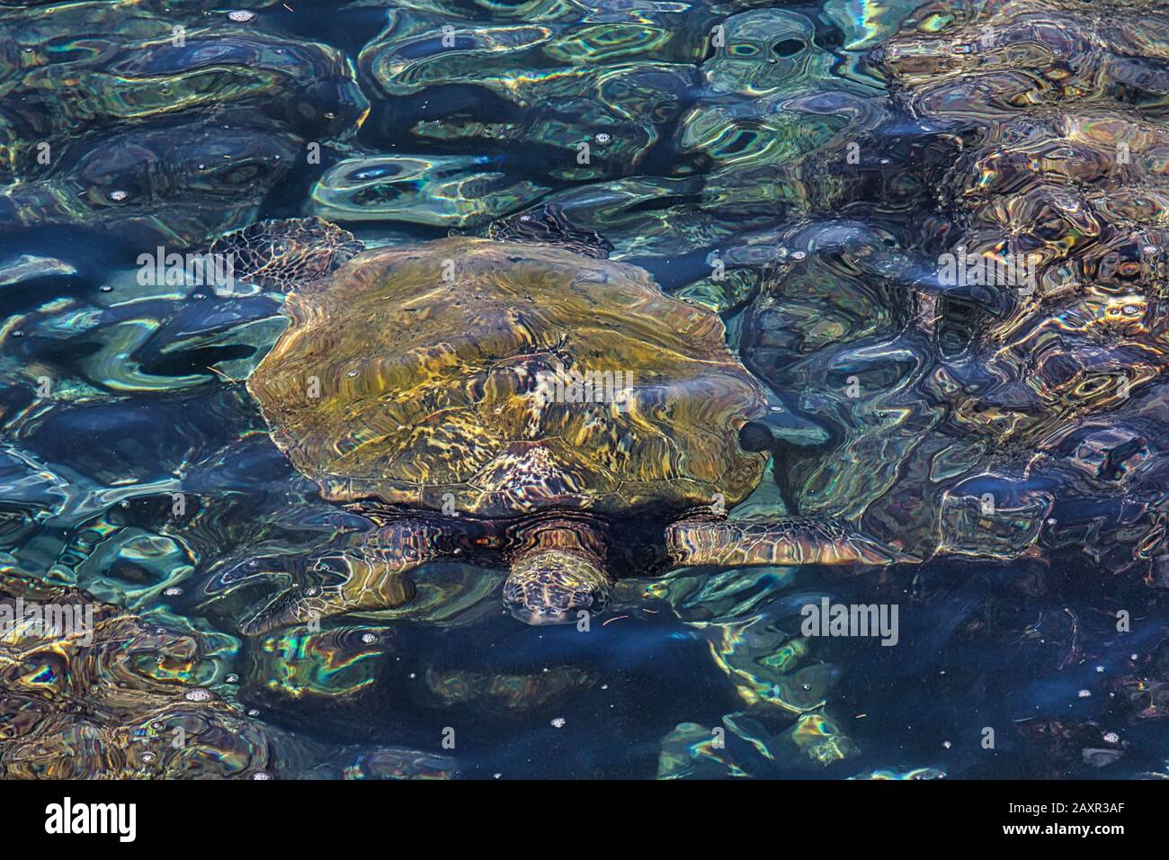 Grüne Meeresschildkröte vom Sbstract, die in der Nähe des Ufers auf Maui schwimmt Stockfoto