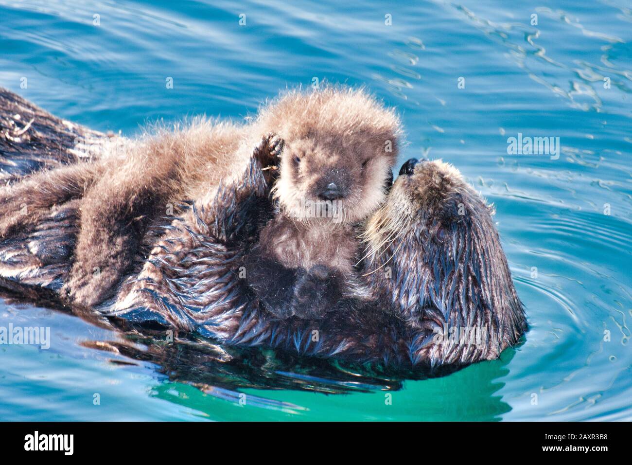 Schützende Mutter Seeotter umarmte ihren neugeborenen Pup. Stockfoto