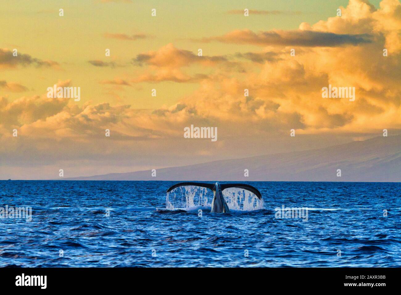 Buckelwal in der Ferne bei Sonnenuntergang. Stockfoto