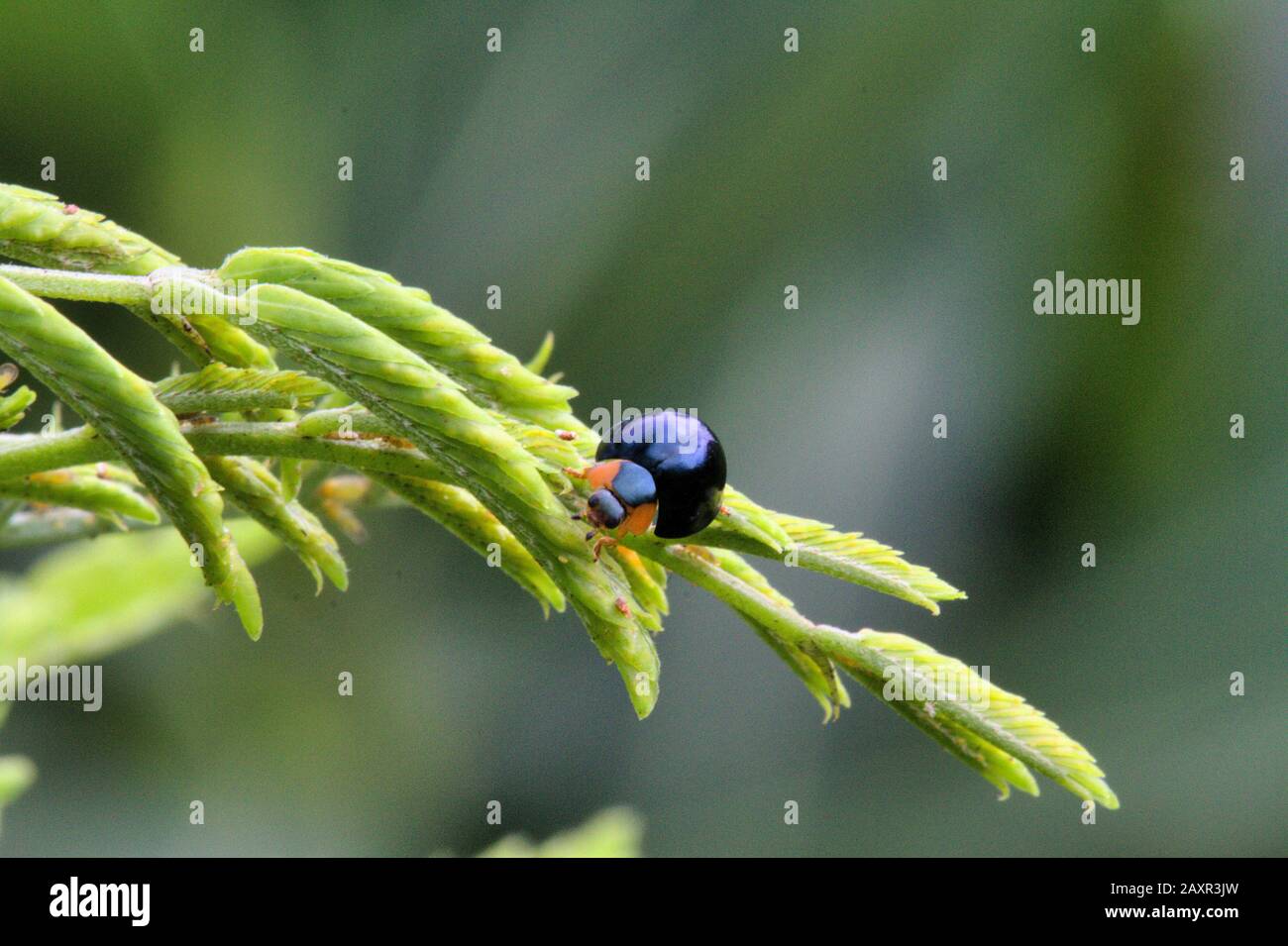 Extreme Nahaufnahme eines blauen Marienkäfers. Stockfoto