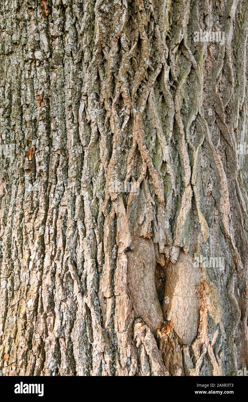 Deutschland, Baden-Württemberg, Biberach, Rinde einer alten Linde Stockfoto