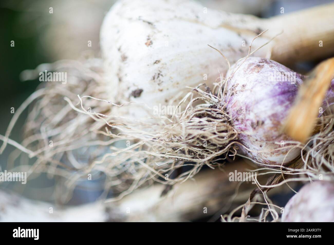 Nahaufnahme von harter Knoblauch Stockfoto