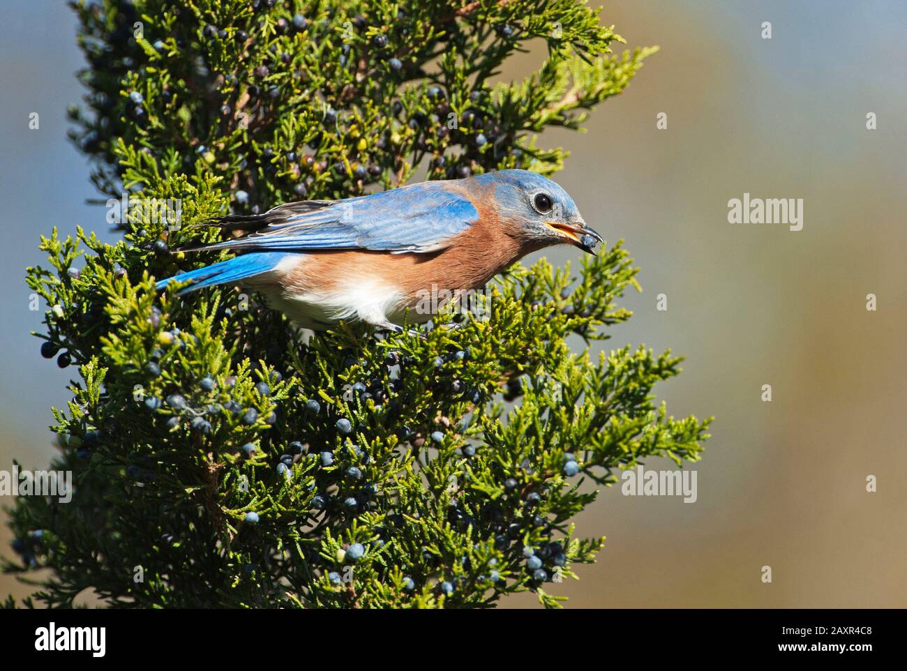 Östlicher Bluebird während der Herbstwanderung Stockfoto