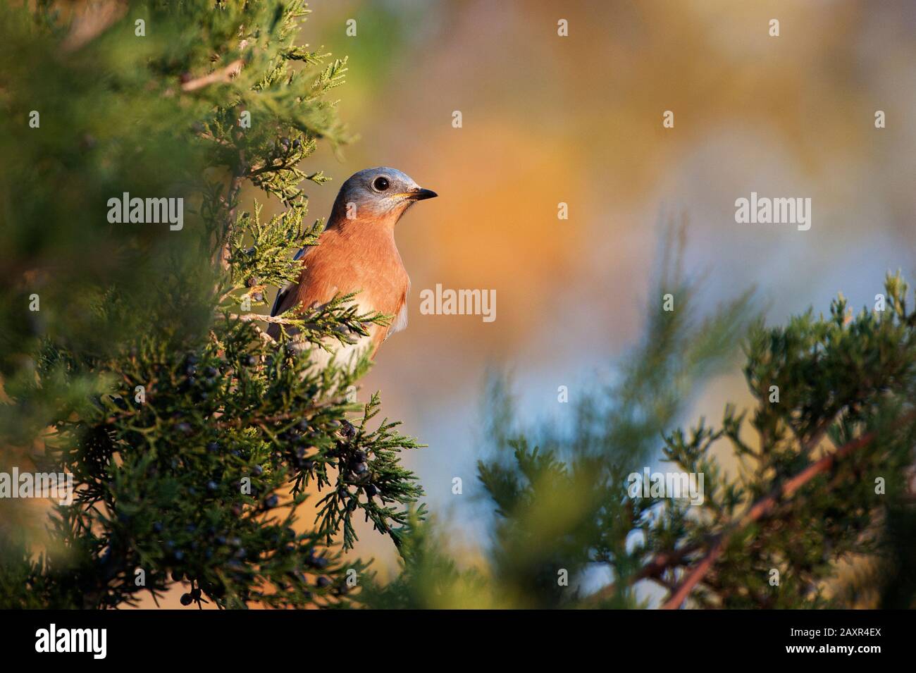 Östlicher Bluebird während der Herbstwanderung Stockfoto