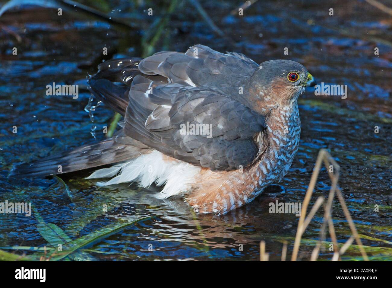 Erwachsener wilder Cooper's Falke im Herbst fotografiert von einem Blinden Stockfoto