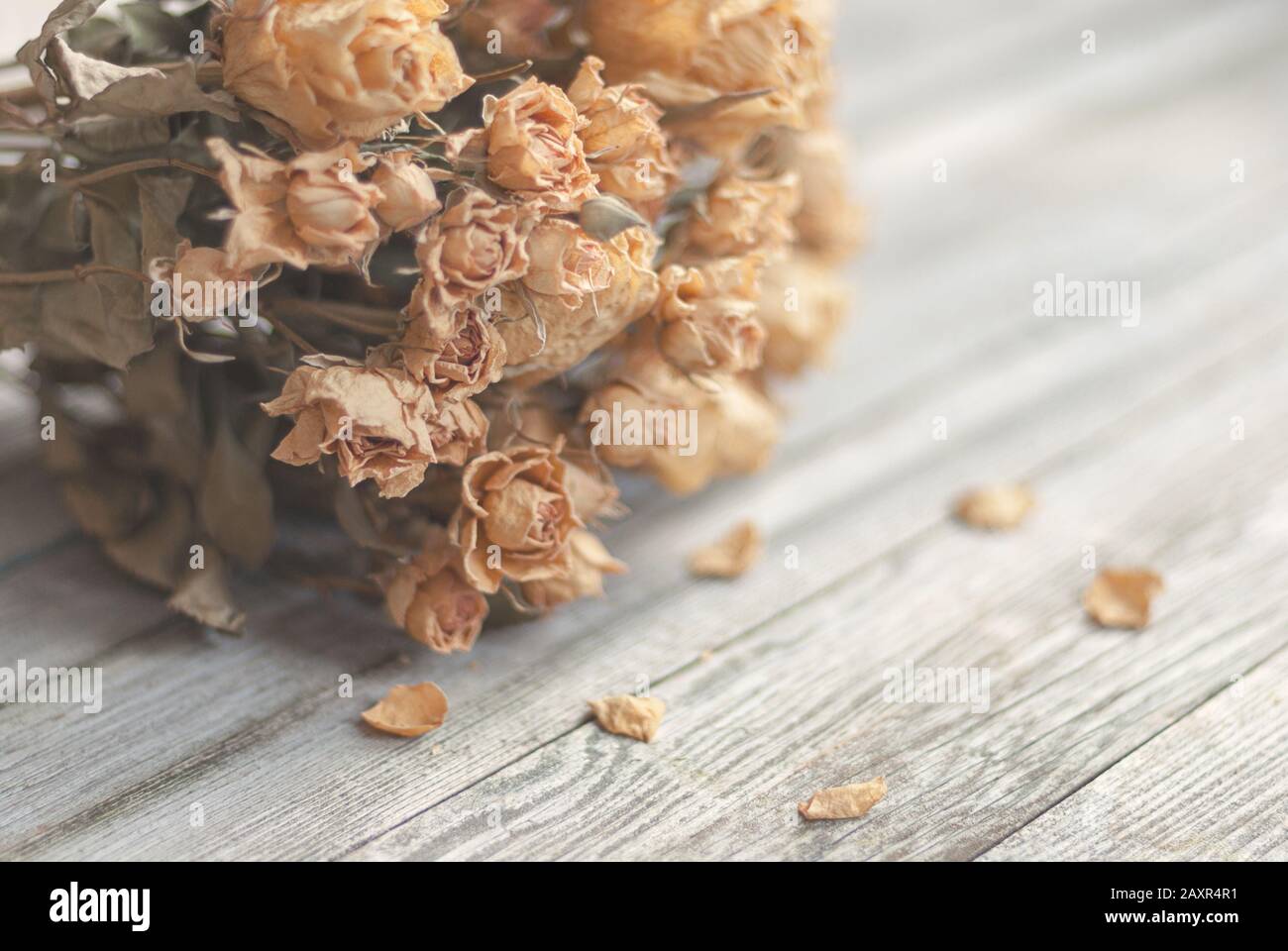 Getrocknete Rosen auf Holztisch, nostalgisches Stillleben in weichen Beigetönen Stockfoto