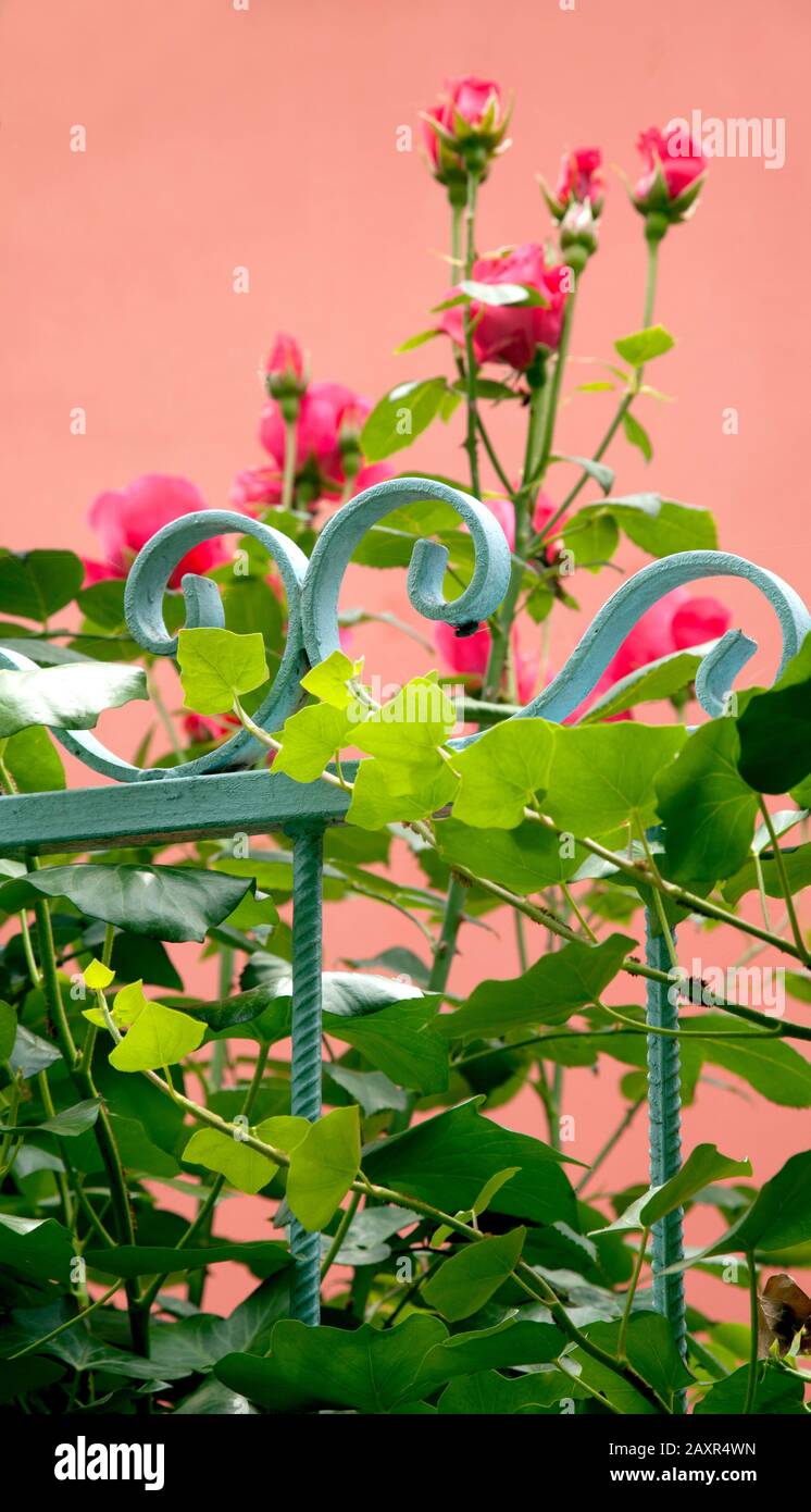 Garten, Geländer, Blume, Belgrad, Serbien Stockfoto