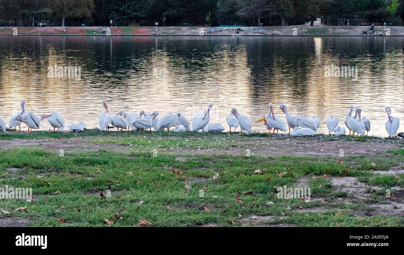 American White Pelican (Pelecanus erythrorhynchos) in Balboa Lake CA USA Stockfoto