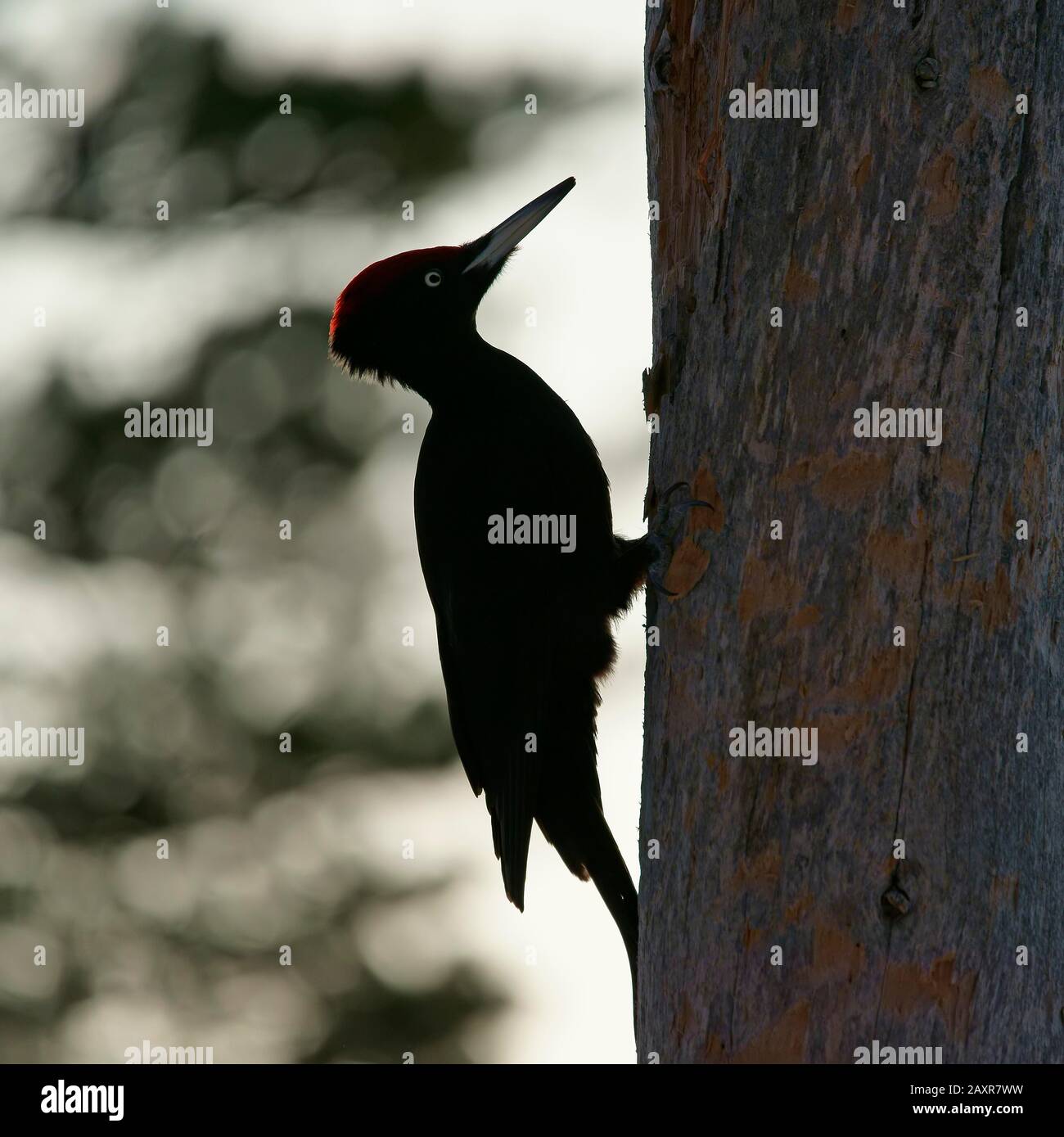 Schwarzspecht (Dryocopus martius) am Baumstamm, Kuusamo, Finnland, Europa Stockfoto