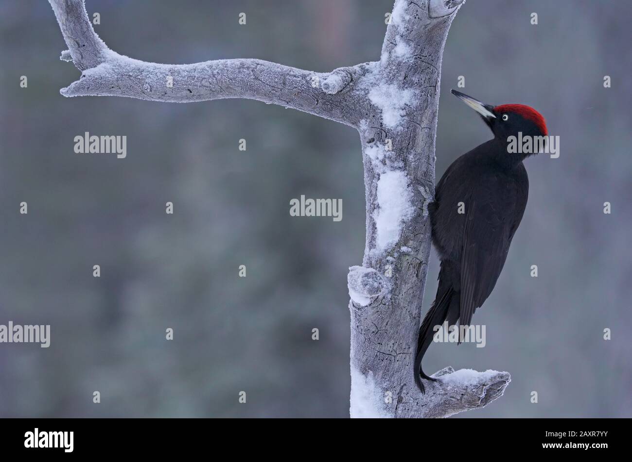 Schwarzspecht (Dryocopus martius) am Baumstamm, Kuusamo, Finnland, Europa Stockfoto