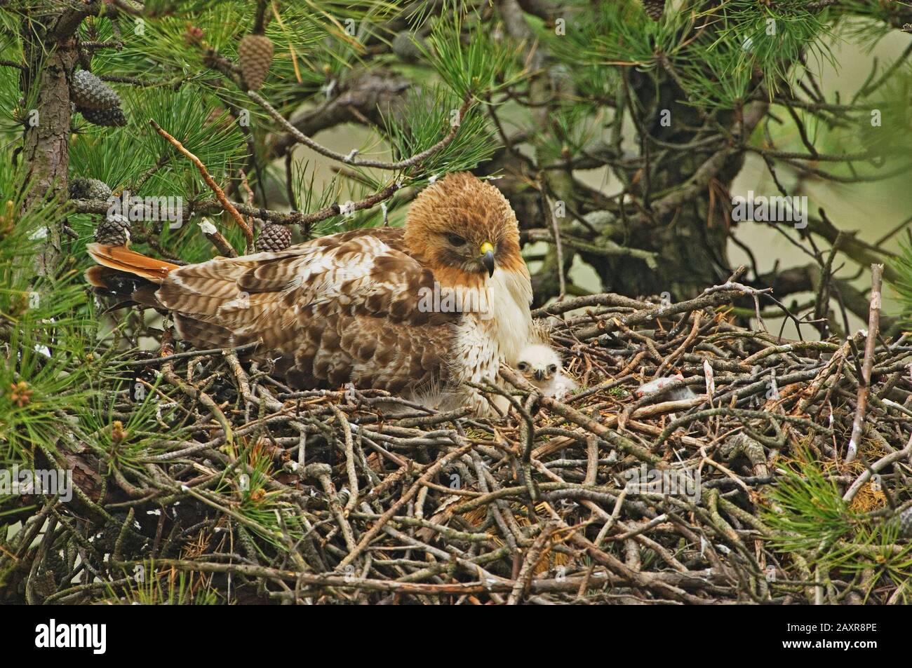 Rotschwänzchen nisten mit Baby-Küken Stockfoto