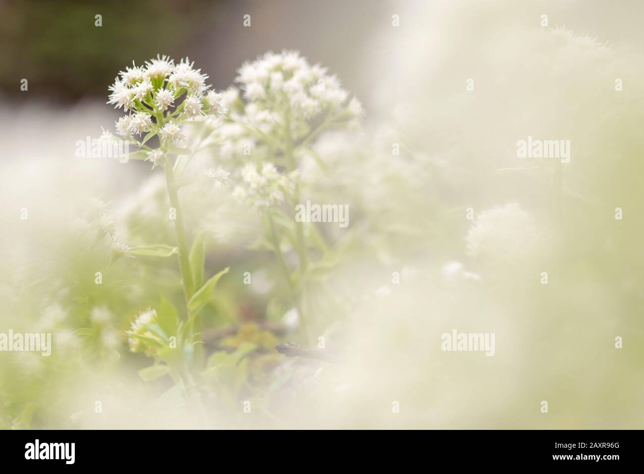 Weiße Butterburblüte (albus Petasites) Stockfoto