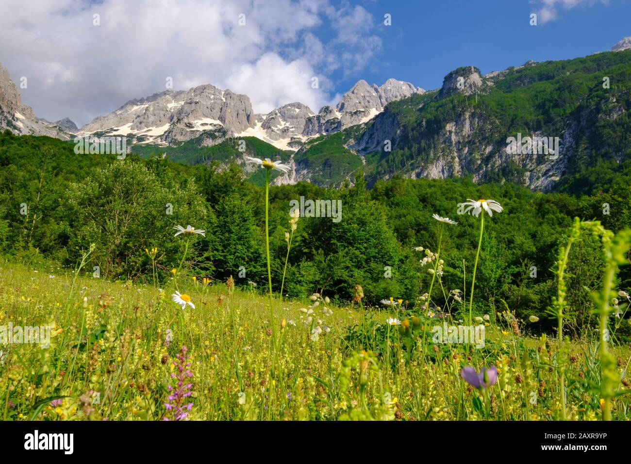 Blumenwiese, Valbona Valley, Valbona National Park, albanische Alpen, Prokletije, Qar Kukes, Albanien Stockfoto