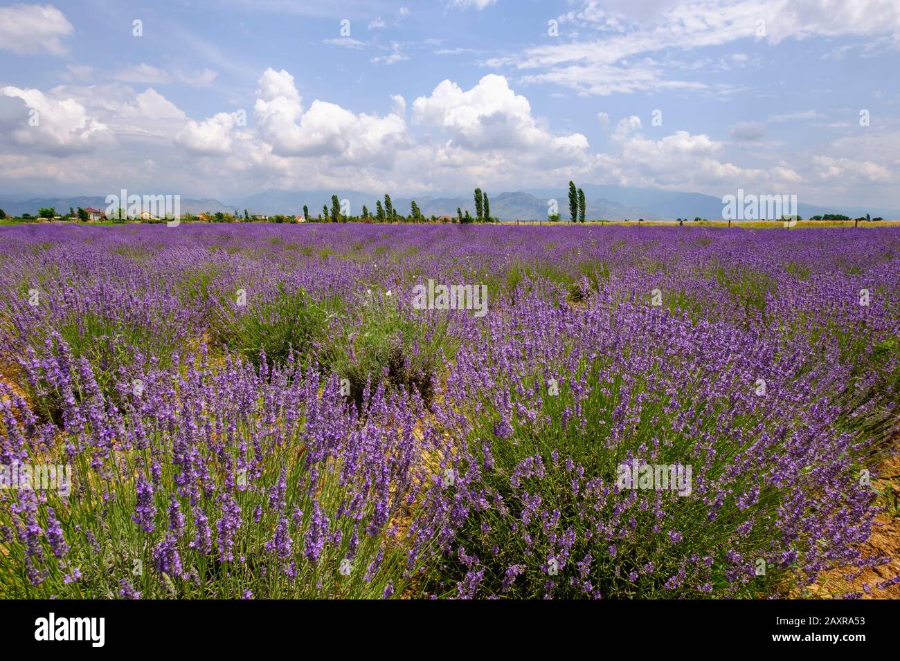 Lavendelfeld (Lavandula officinalis), Koplik, Qark Shkodra, Albanien Stockfoto